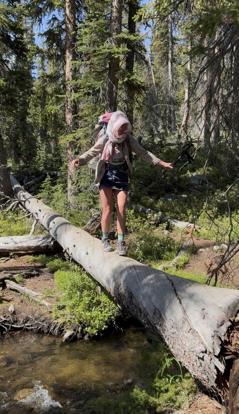 Chasta walking across a fallen tree over a forest creek