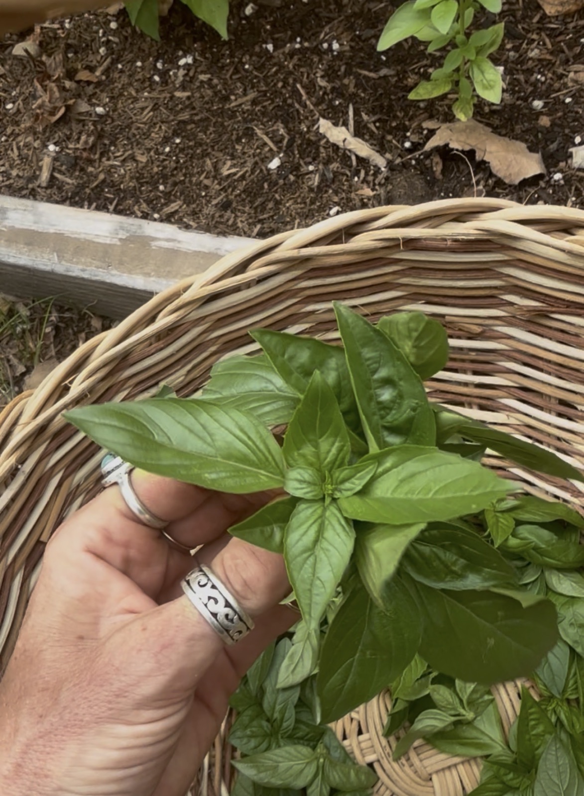 Chasta holding freshly harvested basil over a woven garden basket