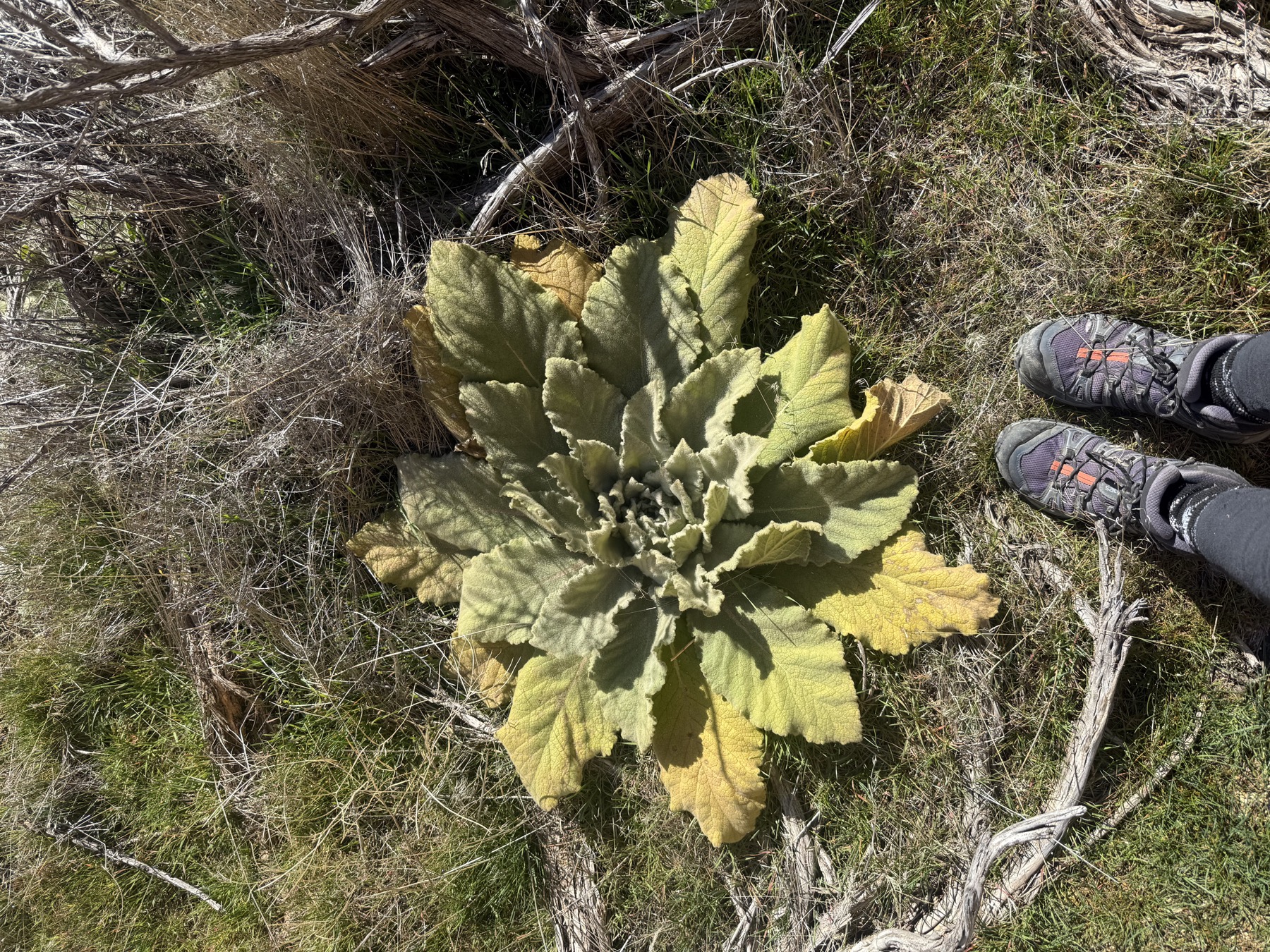 A mullein plant with soft shimmery leaves growing in the wild