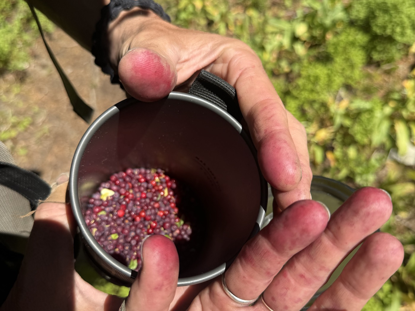 Freshly gathered huckleberries and berry-stained hands