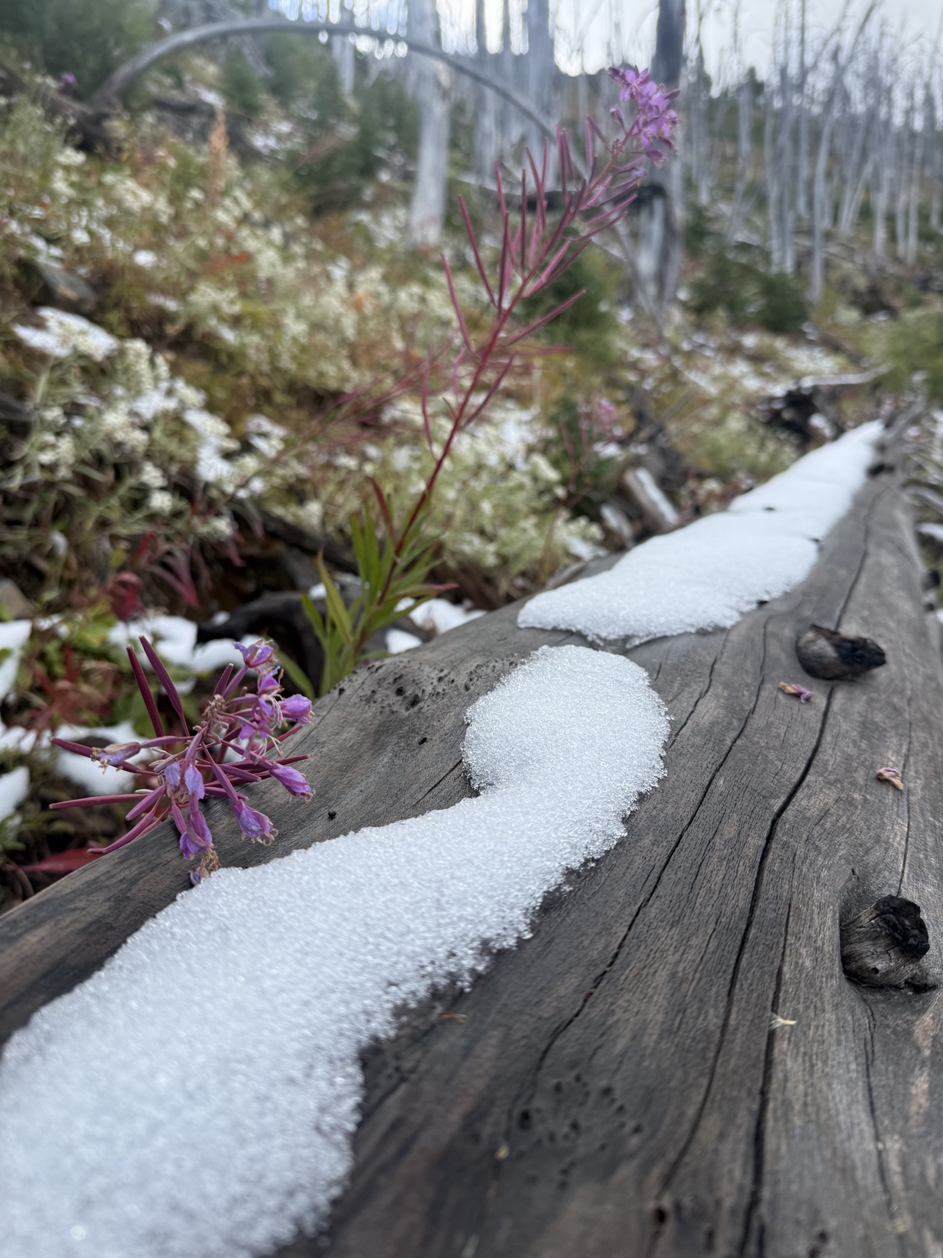 Wildflowers beside the season's first snow