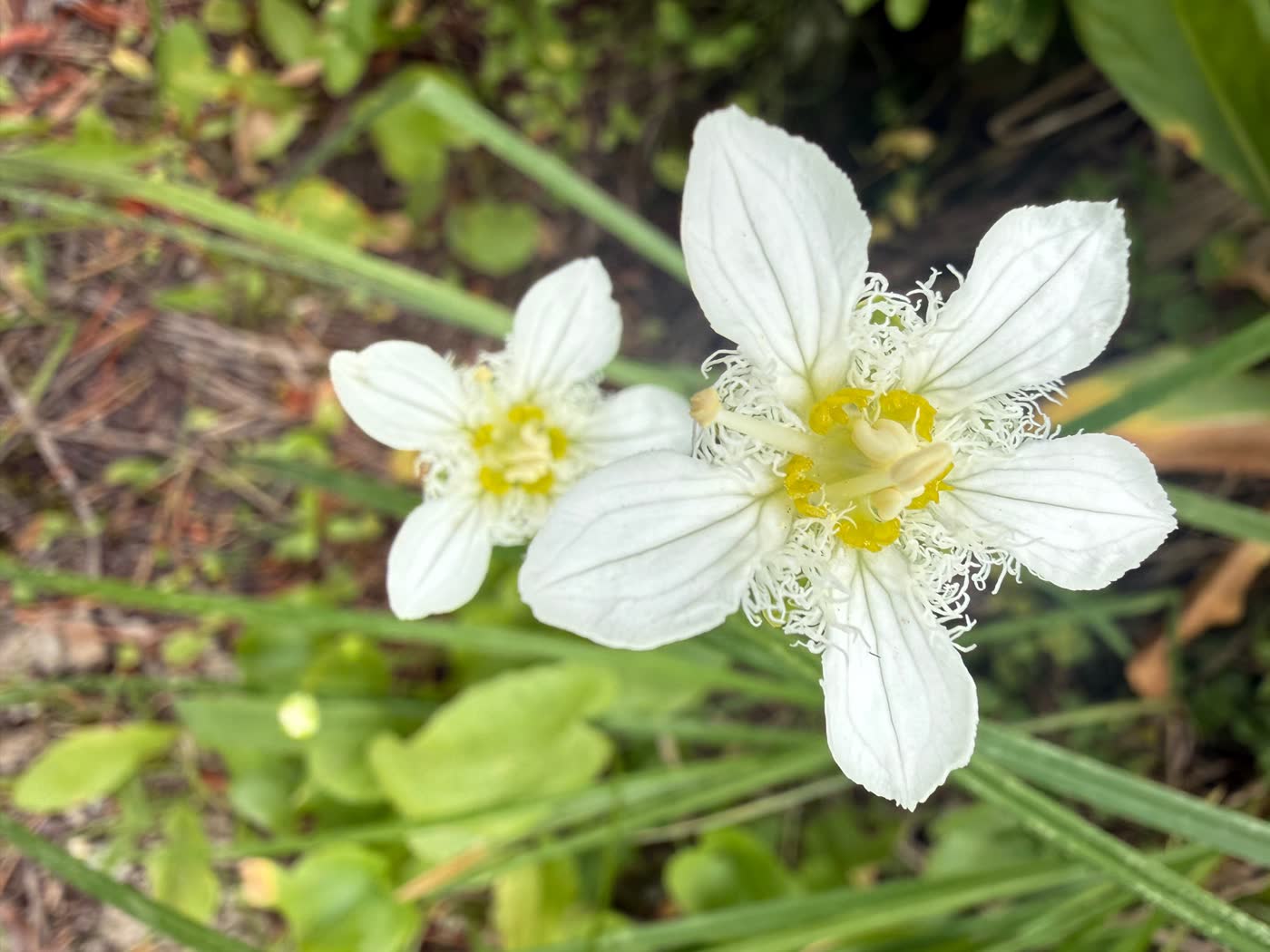 Wildflowers blooming in Idaho's White Clouds Wilderness